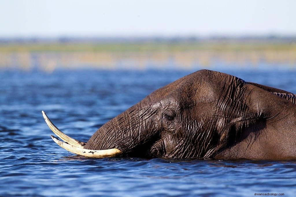 Elefant – drömmening och symbolik