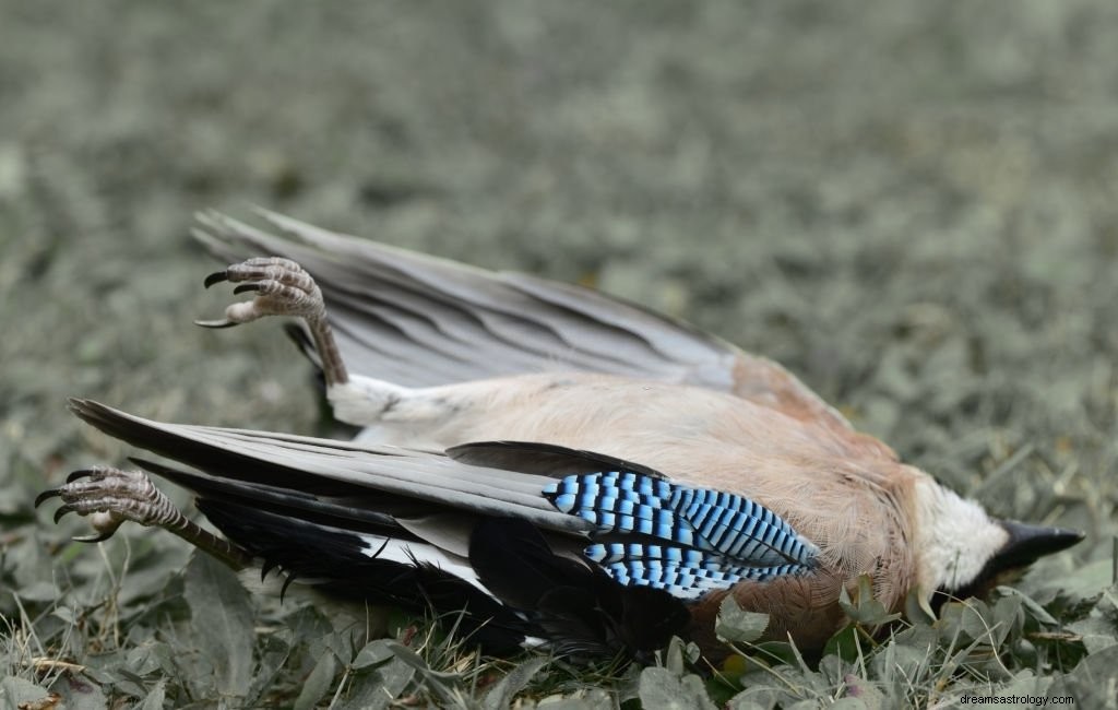 Vogel – Betekenis en symboliek van dromen