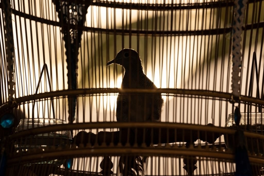 Fågel – drömmening och symbolik