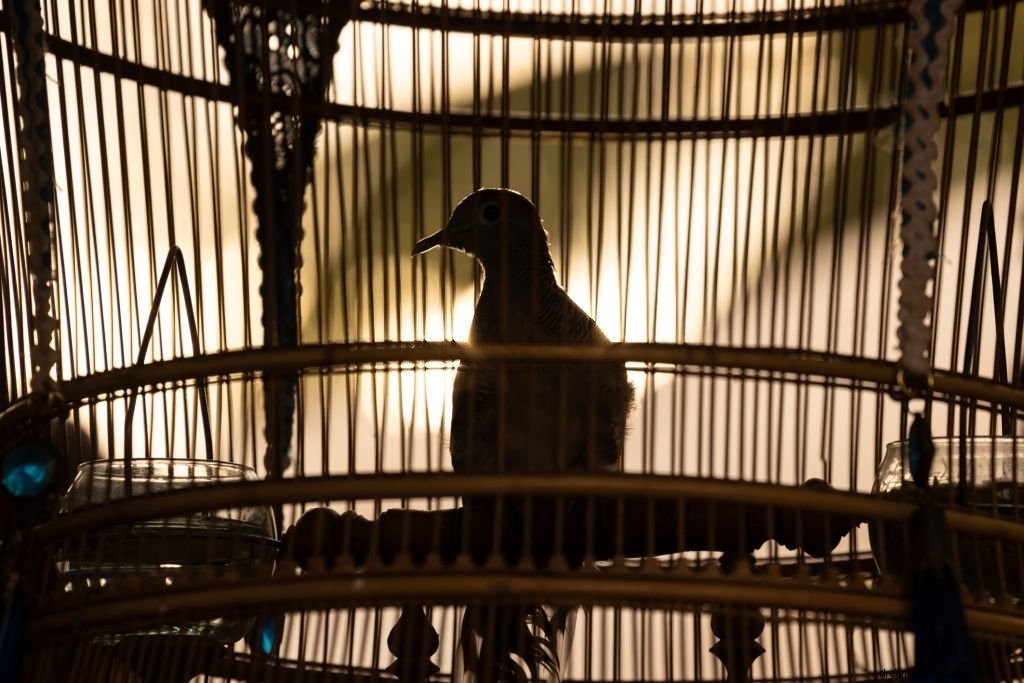 Vogel – Betekenis en symboliek van dromen