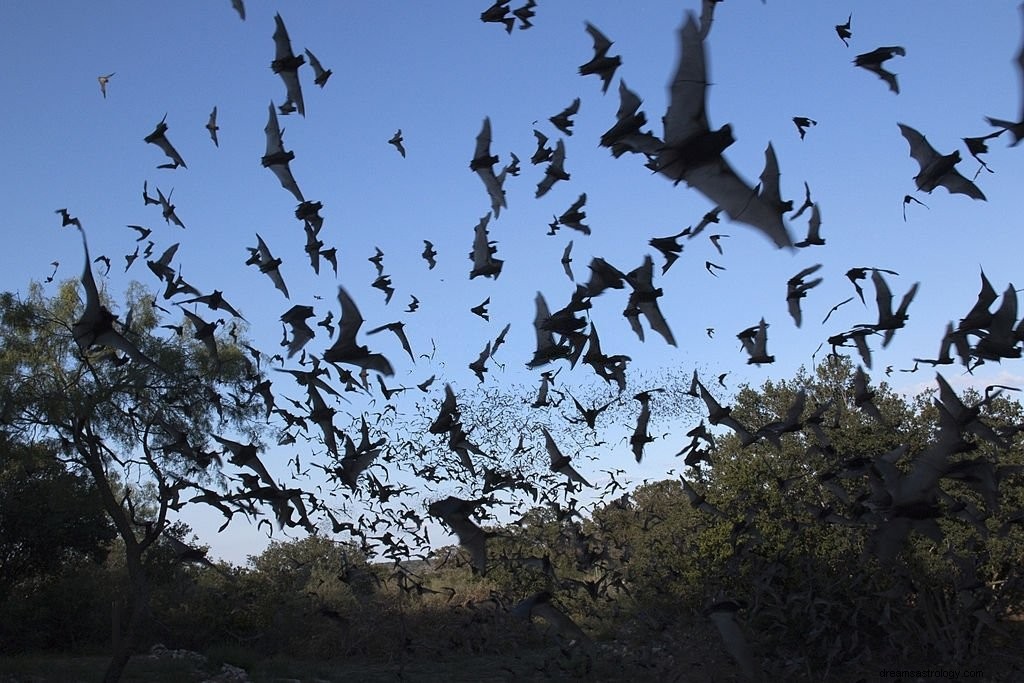 Bat – Betekenis en symboliek van dromen