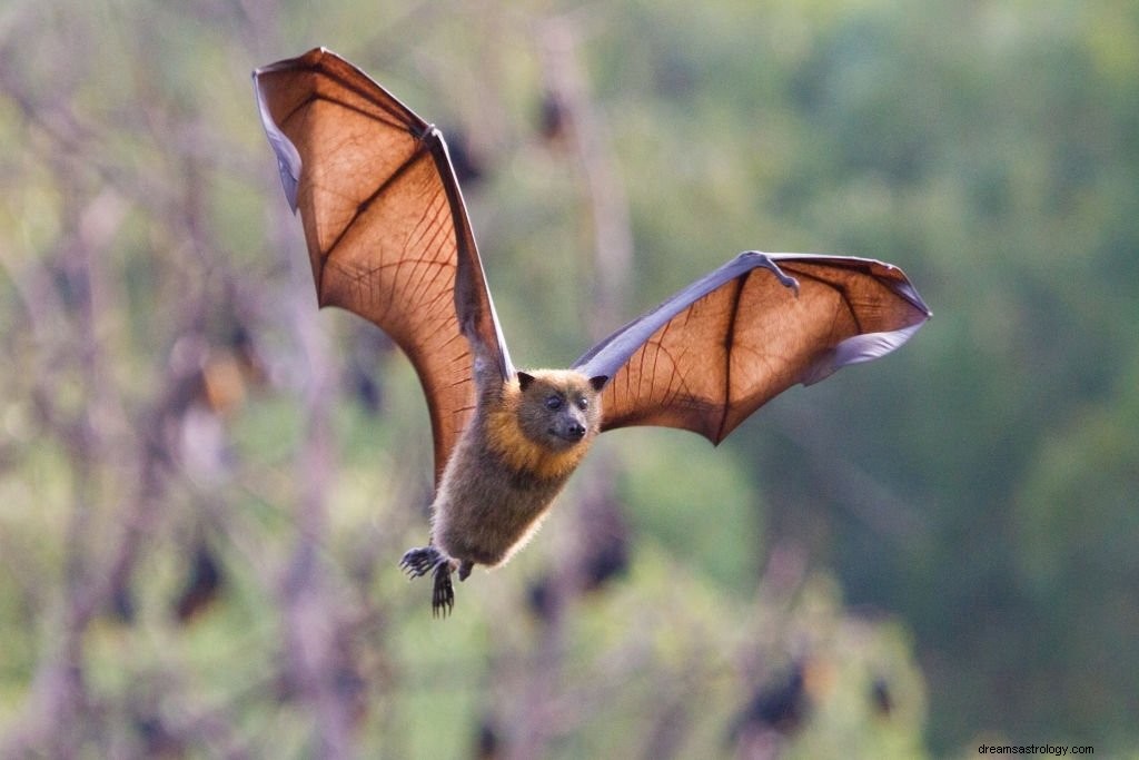 Murciélago – Significado y simbolismo de los sueños