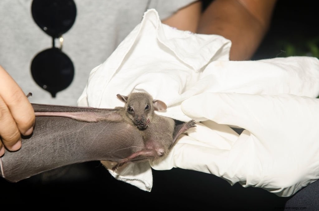 Chauve-souris – Signification et symbolisme des rêves