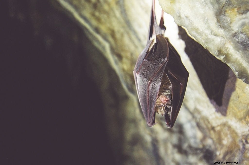 Bat – Betekenis en symboliek van dromen