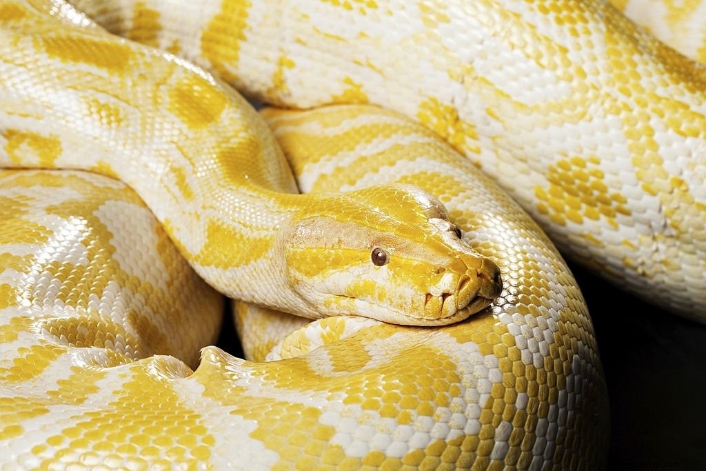 Serpent jaune - Signification et symbolisme des rêves