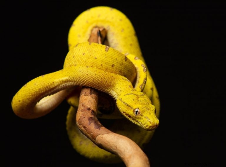 Serpente giallo:significato e simbolismo del sogno