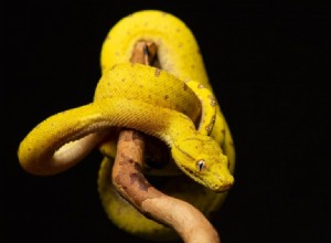 Serpiente amarilla – Significado y simbolismo de los sueños