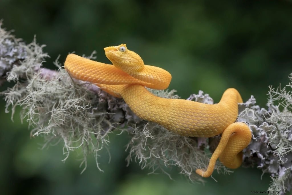 Żółty wąż – znaczenie i symbolika snu