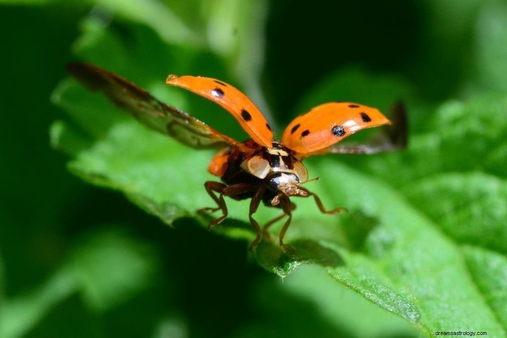 Escarabajo – Significado y simbolismo de los sueños