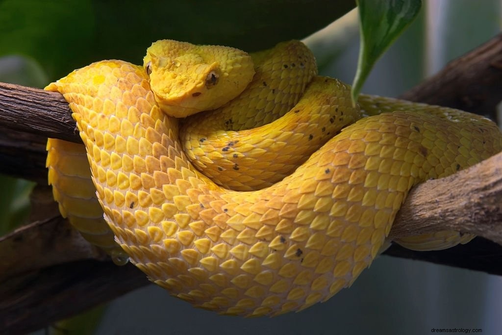 黄色い蛇 – 夢の意味と象徴
