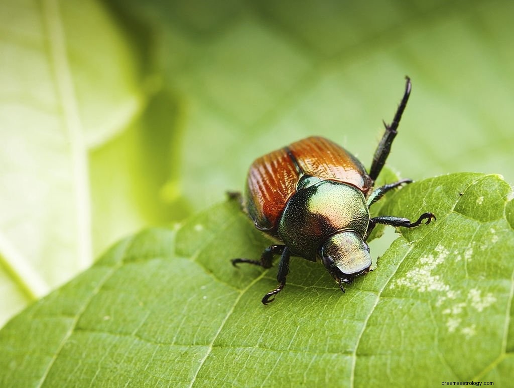 Käfer – Bedeutung und Symbolik von Träumen