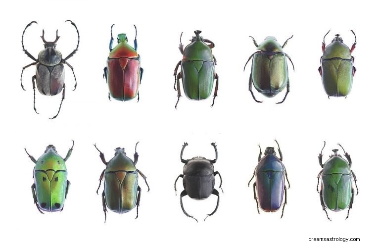 Escarabajo – Significado y simbolismo de los sueños