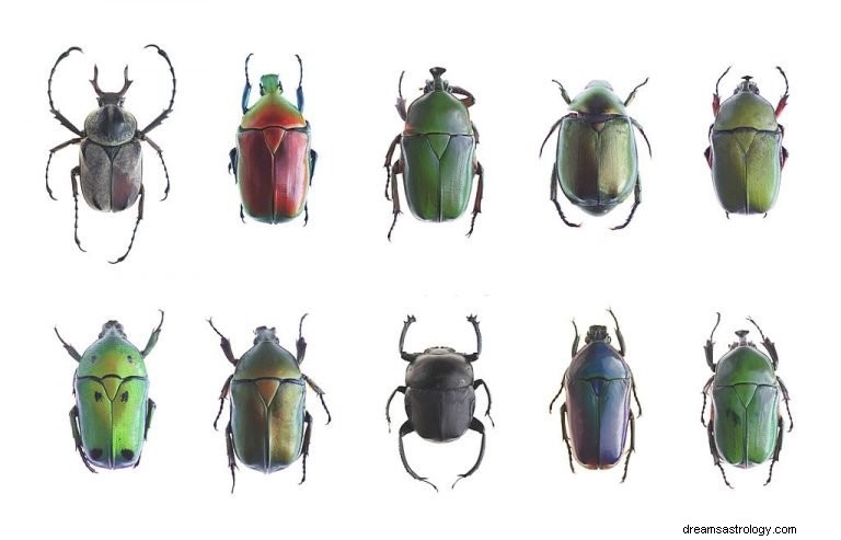 Besouro – Significado e simbolismo dos sonhos