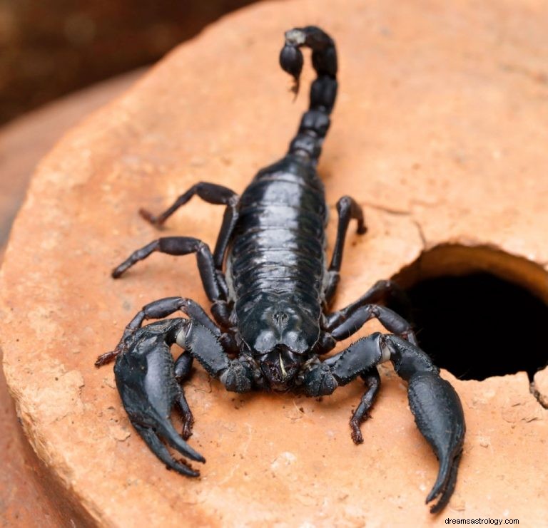 Svart skorpion – drömmening och symbolik