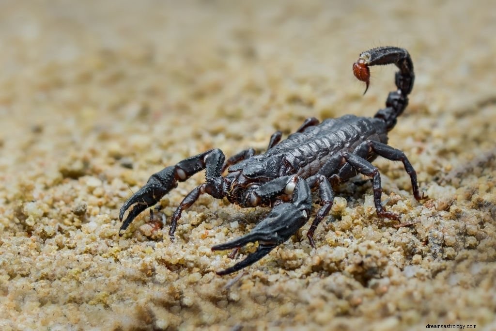 Schwarzer Skorpion – Bedeutung und Symbolik von Träumen