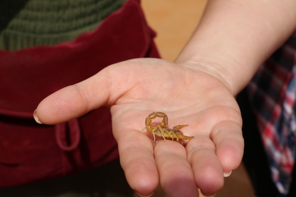 Scorpione giallo:significato e simbolismo del sogno