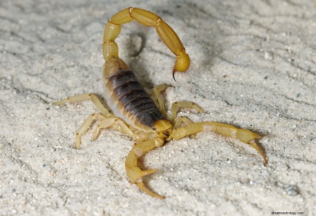 Scorpion jaune - Signification et symbolisme des rêves