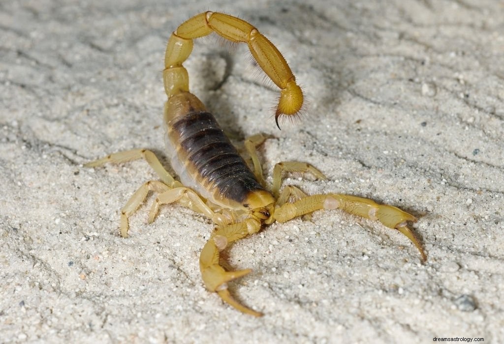 Yellow Scorpion – Dream Meaning and Symbolism