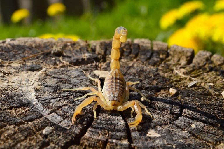 Scorpion jaune - Signification et symbolisme des rêves