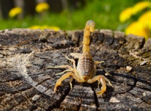 Scorpion jaune - Signification et symbolisme des rêves