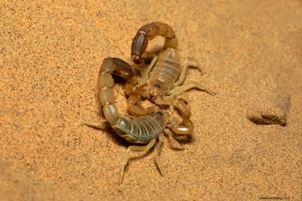 Scorpion jaune - Signification et symbolisme des rêves