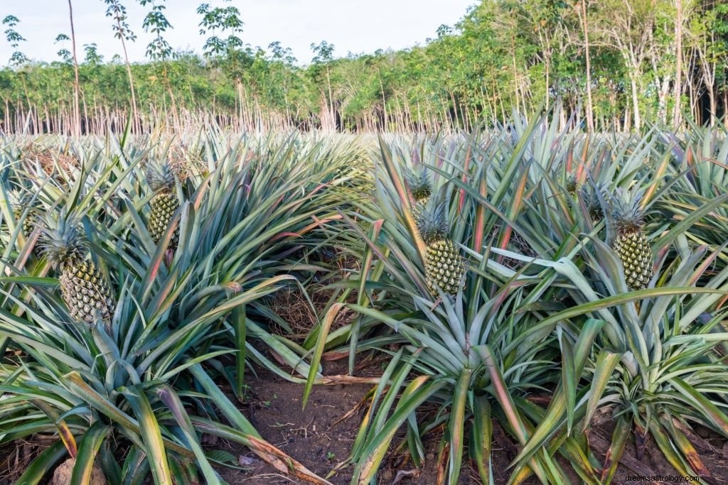 Ananas – Betekenis en symboliek van dromen