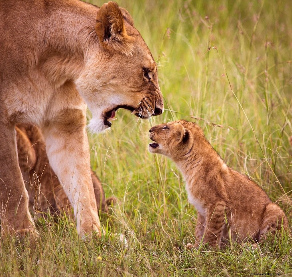 Lionne – Signification et symbolisme des rêves