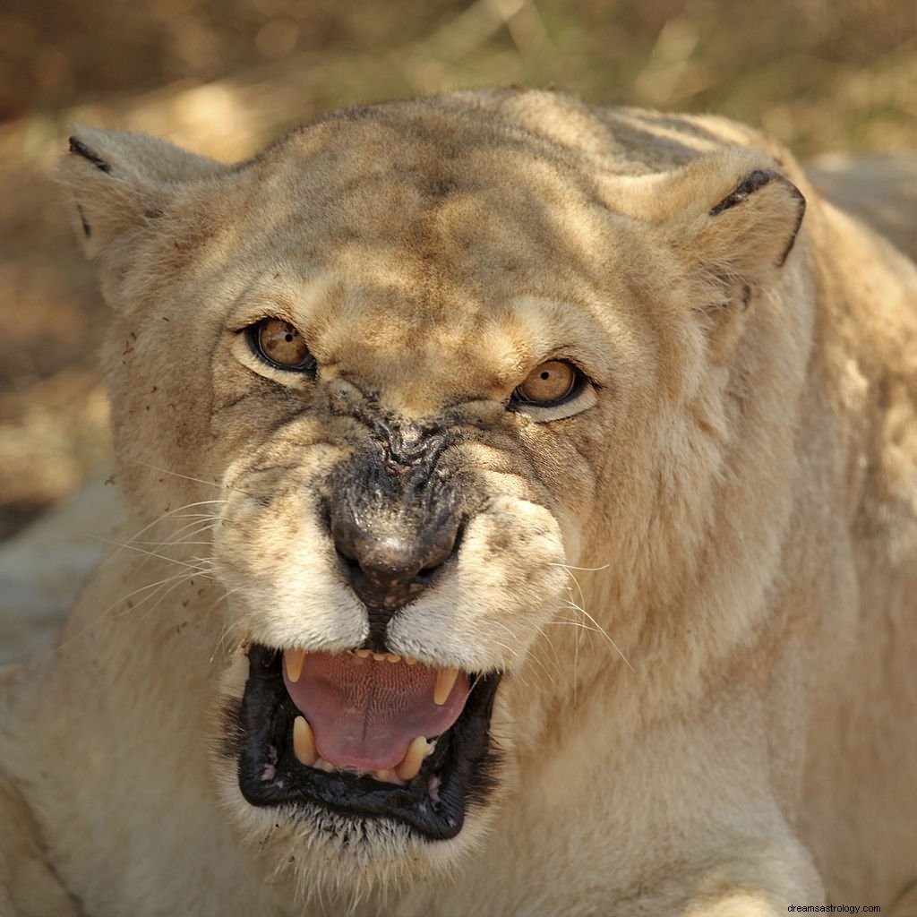 Lionne – Signification et symbolisme des rêves