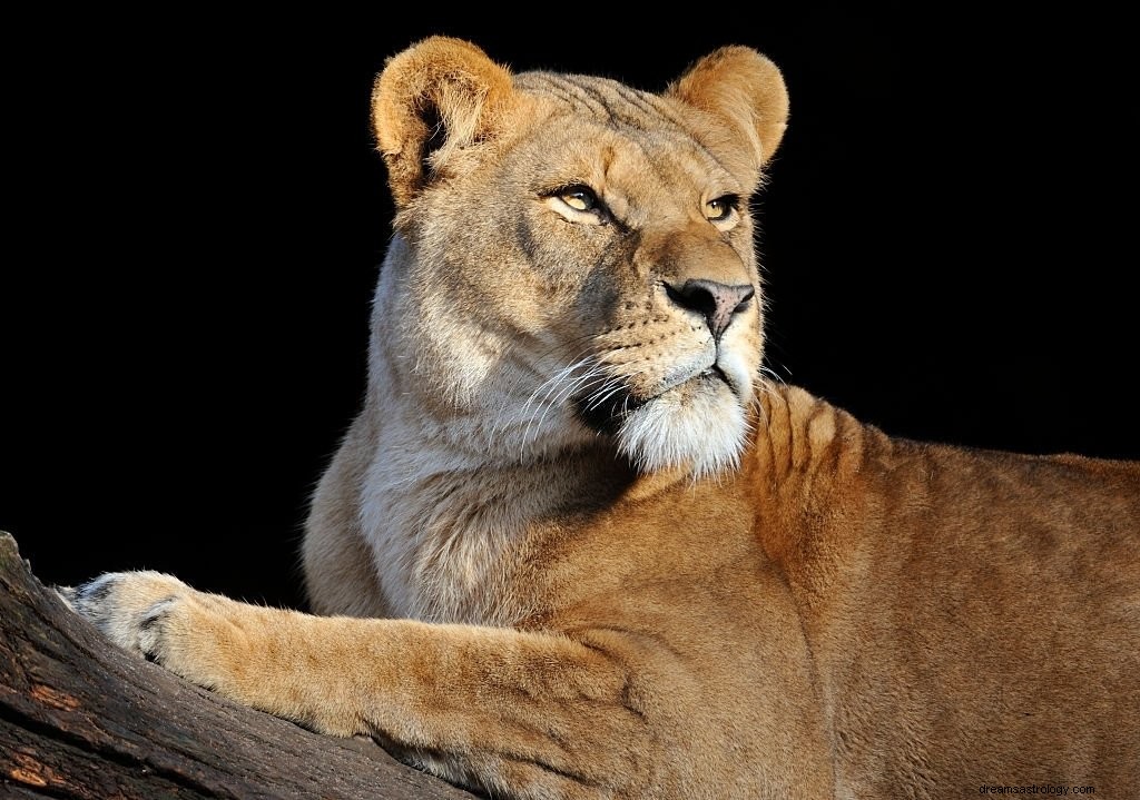 雌ライオン – 夢の意味と象徴