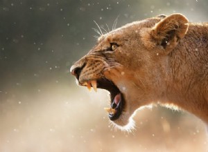 雌ライオン – 夢の意味と象徴