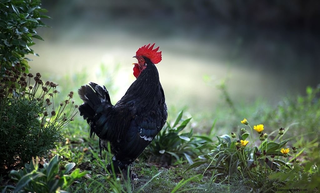 Czarny kurczak – znaczenie i symbolika snu