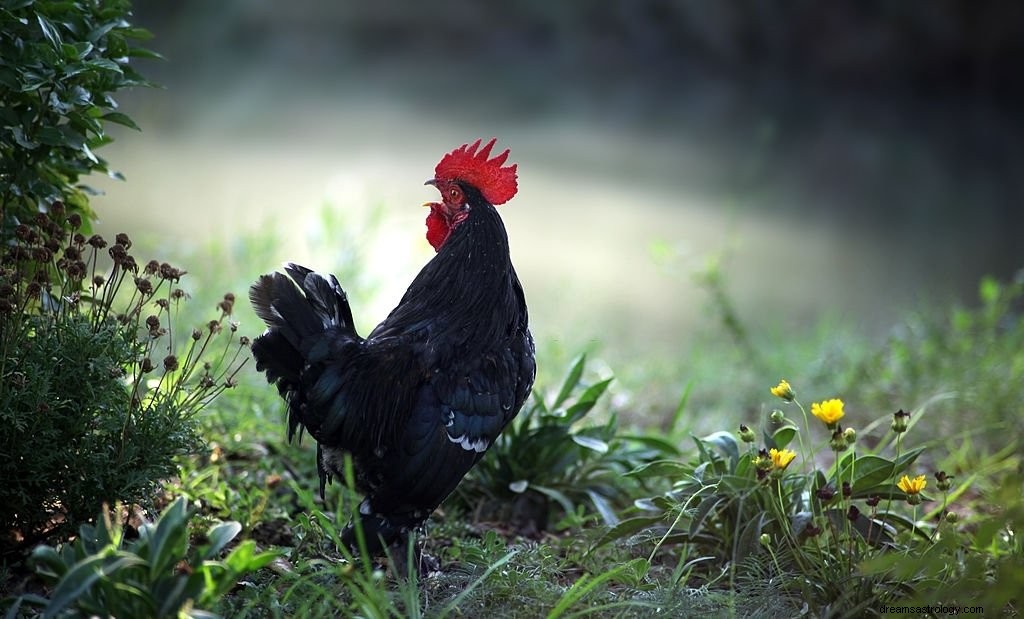 Poulet noir - Signification et symbolisme des rêves