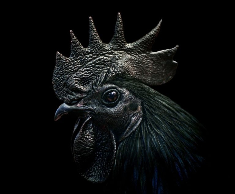 Černé kuře – význam snu a symbolika