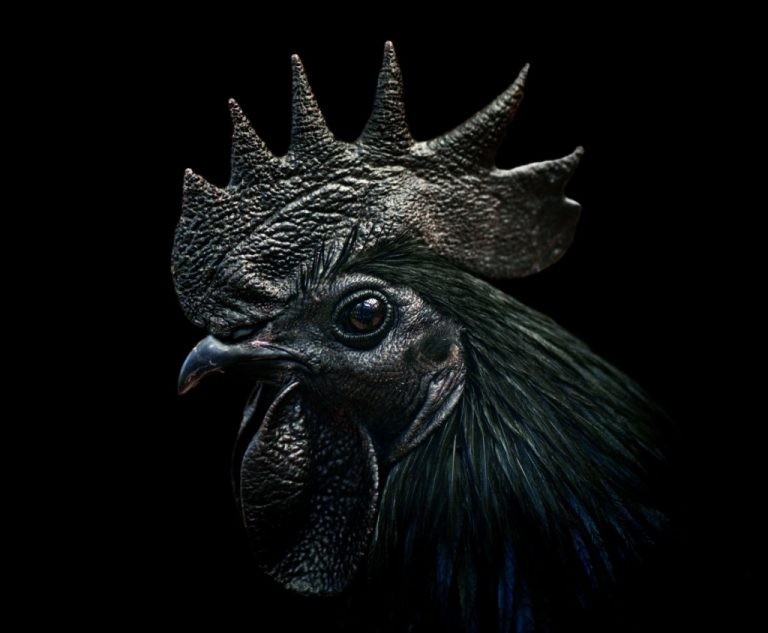 Schwarzes Huhn – Bedeutung und Symbolik von Träumen