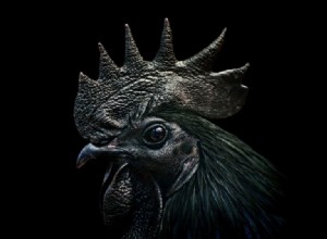 Pollo negro – Significado y simbolismo de los sueños