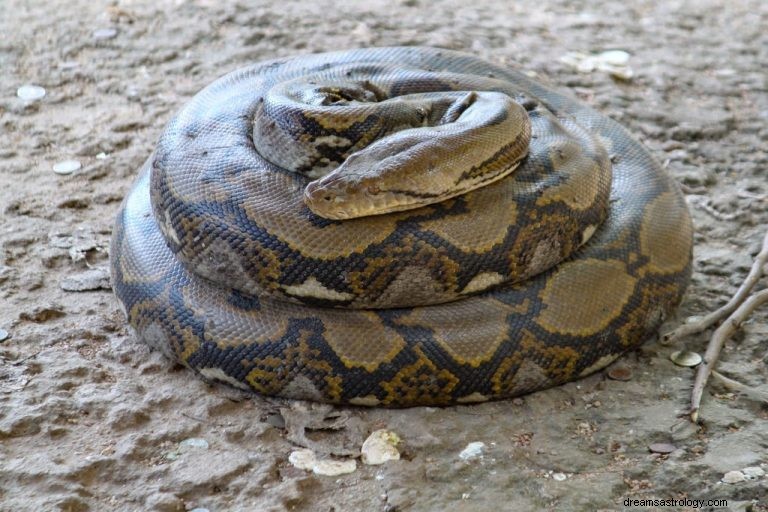 Zwinięty wąż – znaczenie i symbolika snu