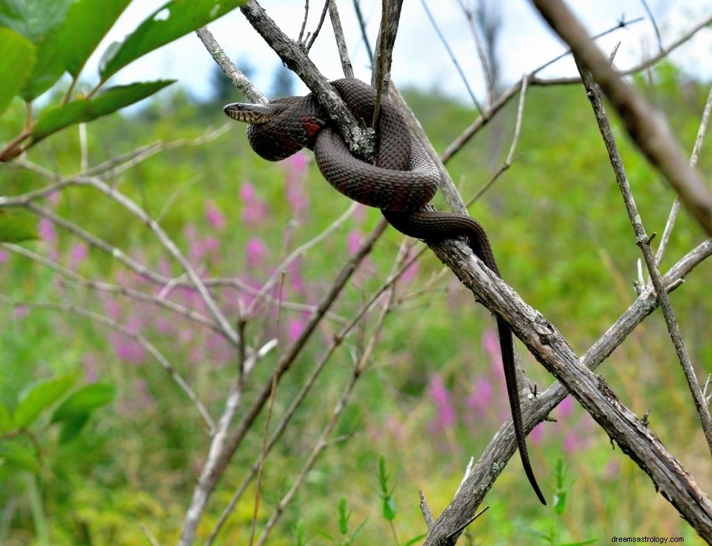 Serpent frisé - Signification et symbolisme du rêve