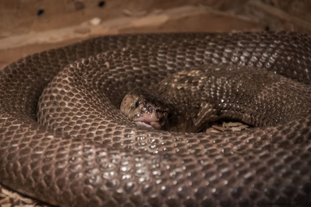Stočený had – význam snu a symbolika