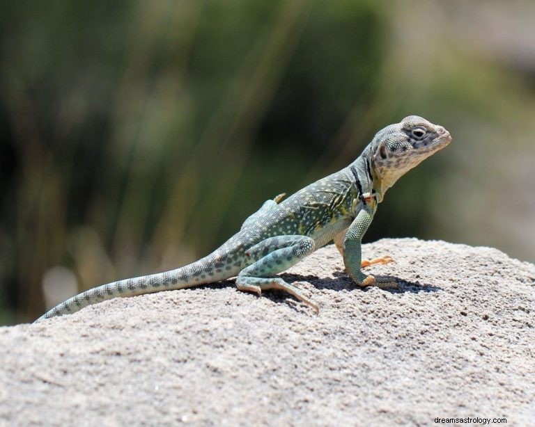 Lagarto – Significado y simbolismo de los sueños