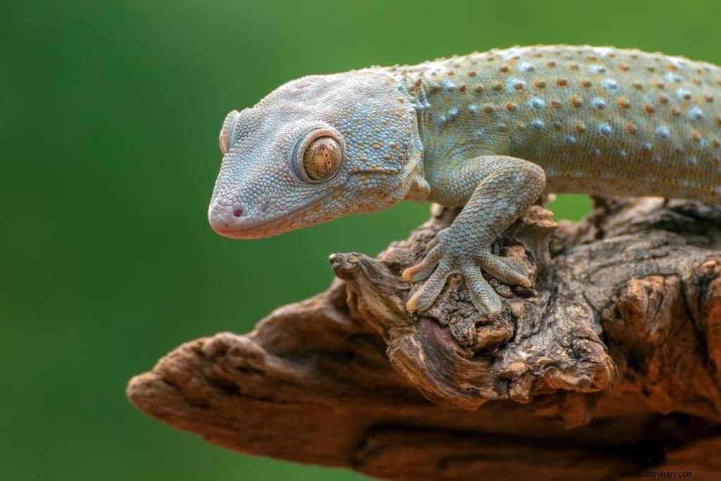 Lizard – Dream Meaning and Symbolism