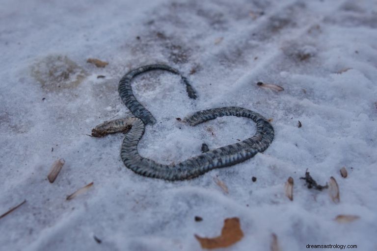 Serpent mort – Signification et symbolisme des rêves
