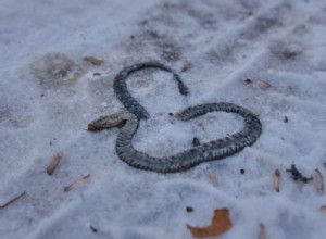 Serpiente muerta – Significado y simbolismo de los sueños