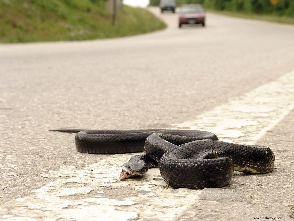 Cobra morta – significado e simbolismo dos sonhos