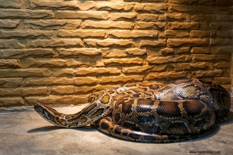 Gros serpent – ​​Signification et symbolisme des rêves