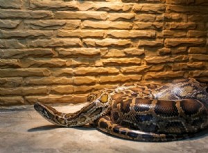 大蛇 – 夢の意味と象徴