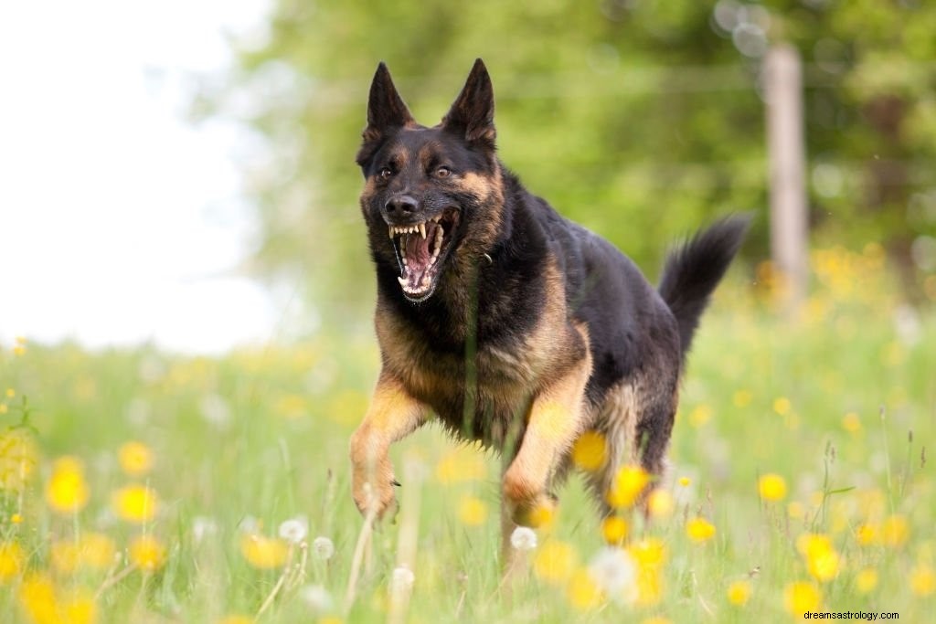 Wilder Hund – Bedeutung und Symbolik von Träumen