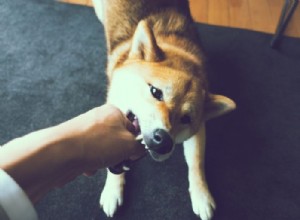 犬を噛む – 夢の意味と象徴
