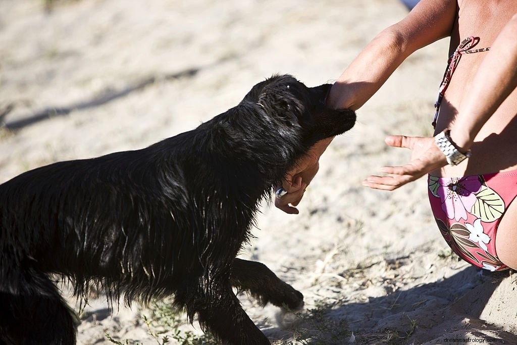 Perro Mordiendo – Significado y Simbolismo de los Sueños