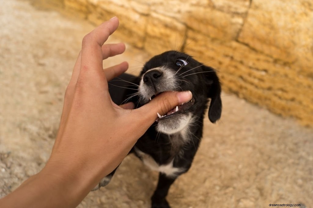 Perro Mordiendo – Significado y Simbolismo de los Sueños