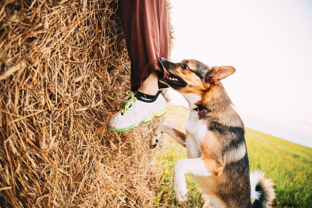 Menggigit Anjing – Arti Mimpi dan Simbolisme